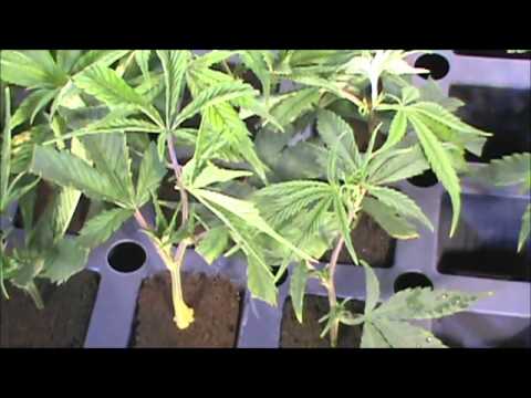 Cloning Cannabis- Save Money Use Honey