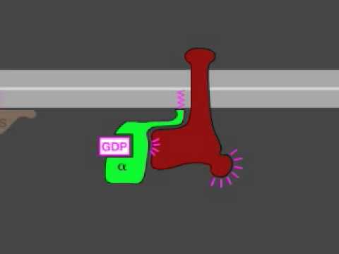 G-Protein Signaling