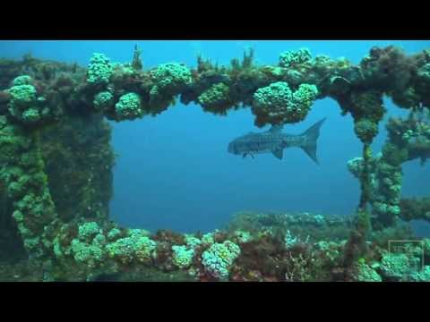 Office in the Ocean: Artificial Reef Team - Texas Parks and Wildlife [Official]