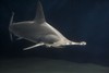 Hammerhead Shark   (rhubie)