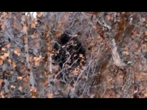 Provo Canyon Bigfoot Encounter?