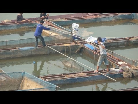 Tilapia Fish Harvesting in Vientiane, Laos