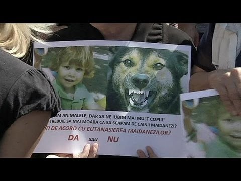 Protest in Bucharest over killing of four-year-old by stray dogs