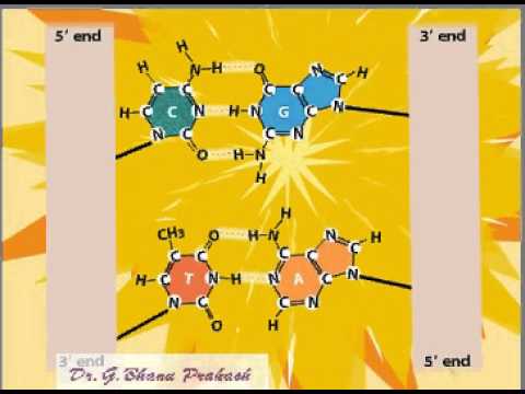 Nucleic Acid Hybridization