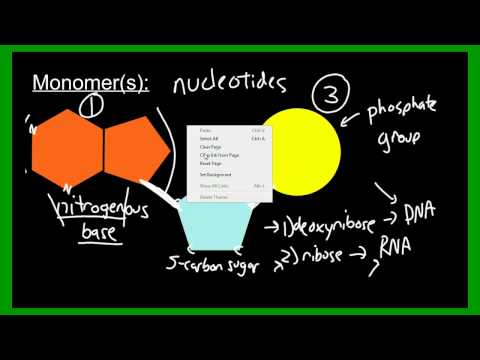 Macromolecules: Nucleic Acids (DNA and RNA) - Biology - Biochemistry