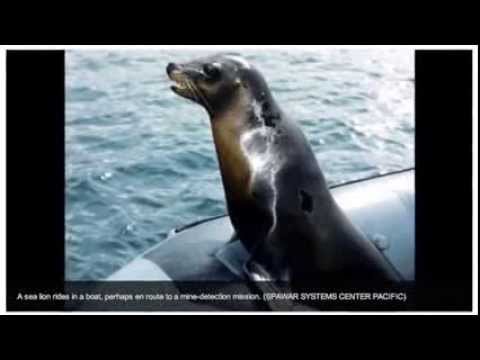 ▶ Killer Dolphins Back in Ukrainian Navy   YouTube