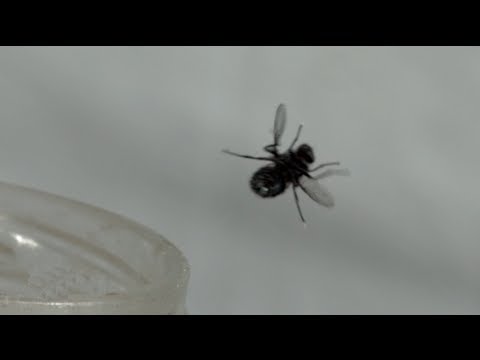 Bug-A-Salt: Slo-Mo Fly Annihilation