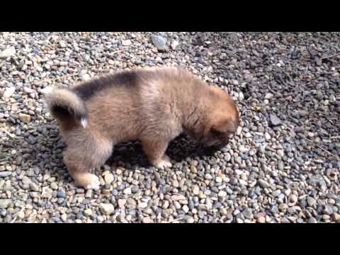 4 Week Old Shikoku Ken Puppies