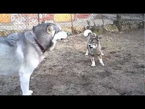 Shikoku Ken (四国犬) Bays Alaskan Malamute