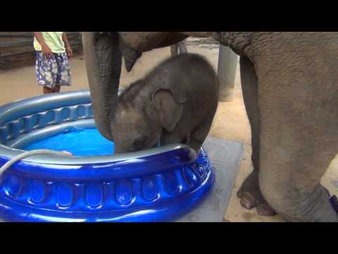 Baby Elephant Bath Time Part2