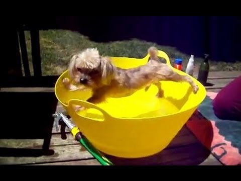 Dogs Avoiding Baths Compilation 2013 [NEW HD]