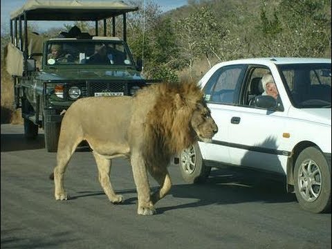 Kruger National Park Idiots. Please Obey the Kruger Park Rules.