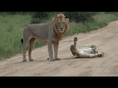 Kruger Park Lions Mating in the Road - Kruger National Park