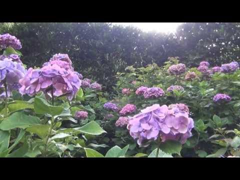 Hase dera, Kamakura, Temple, Kanagawa, Japan, Video of Flower Garden