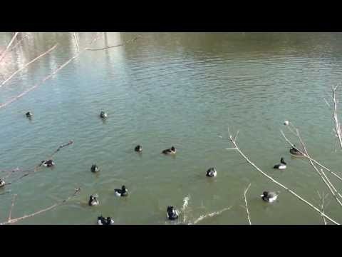 Pond Yato, waterfowls, kamakura Kanagawa pref, japan