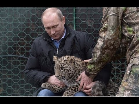 Vladimir Putin Pets Leopards Sochi PR Olympic Committee Caucasus Sanctuary Visit