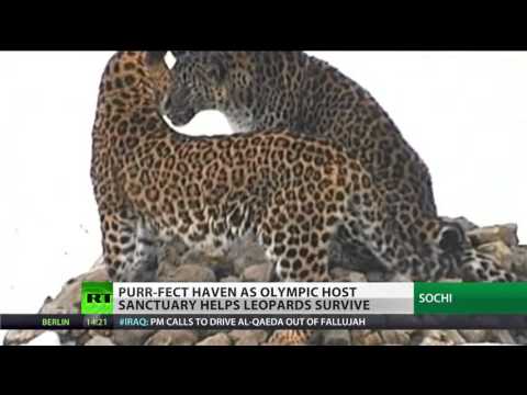 Sochi Olympics gives new chance to Persian leopards in the Caucasus