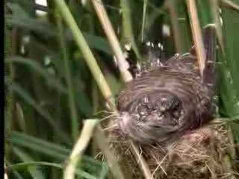 Nature of the cuckoo duck - David Attenborough  - BBC wildlife