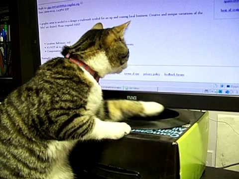 Cat - Computer Mouse