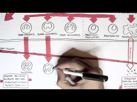 Immunology Map - Immune Cells