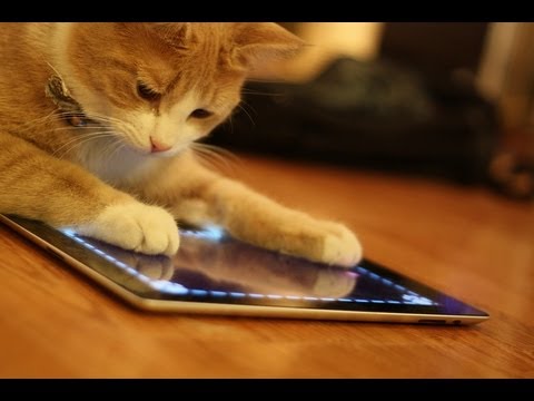 Animals Playing On iPads Compilation