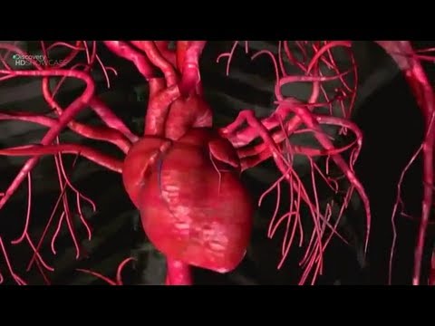 Human Anatomy and Medicine - Documentary