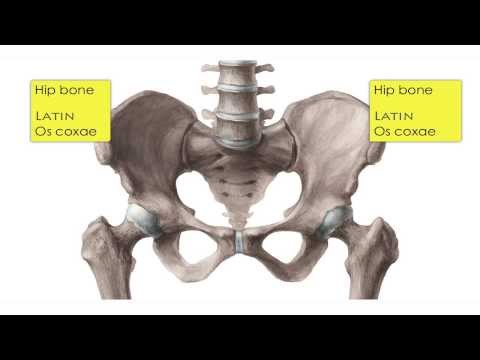 Pelvis (Hip bone) and Femur - Anatomy tutorial