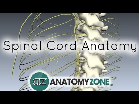 Spinal Cord - External Anatomy - 3D Anatomy Tutorial