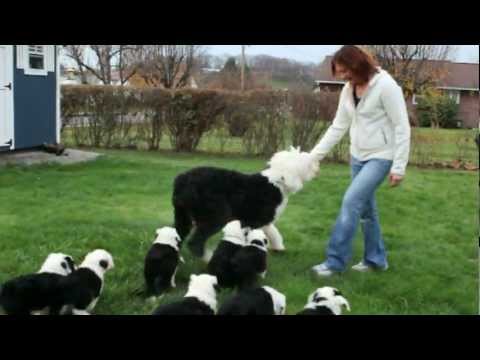 Old English Sheepdog Matilda and Her Puppies