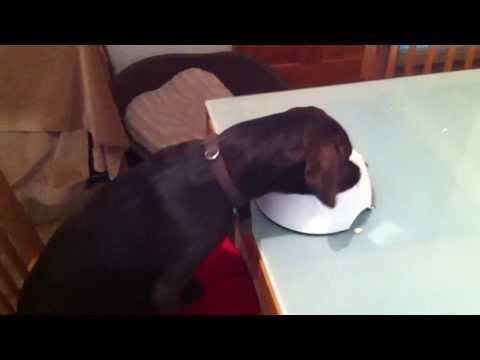 Anti Gulp Bowl ,Brandy a 17 week old Puppy   English Springer Spaniel / Labrador