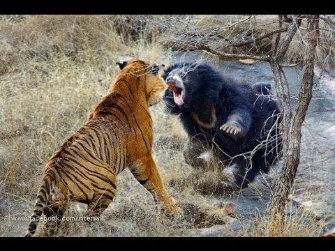 Biggest wild animal fights !!