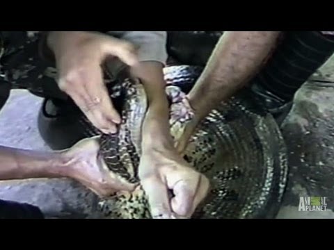 Anaconda Engulfs Man's Hand | World's Scariest Animal Attacks