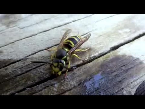 All About Wasps