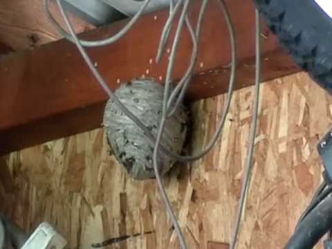 how to kill a wasp nest