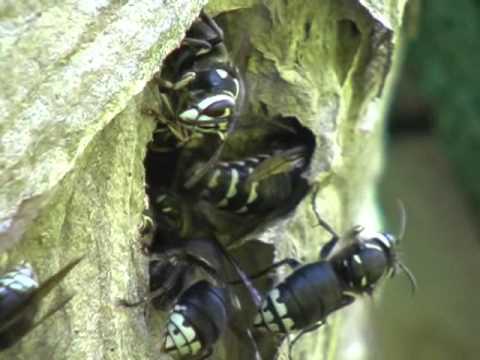 Paper Wasps