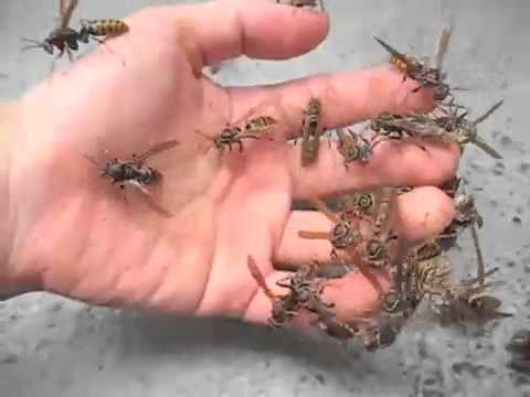 Paper Wasps