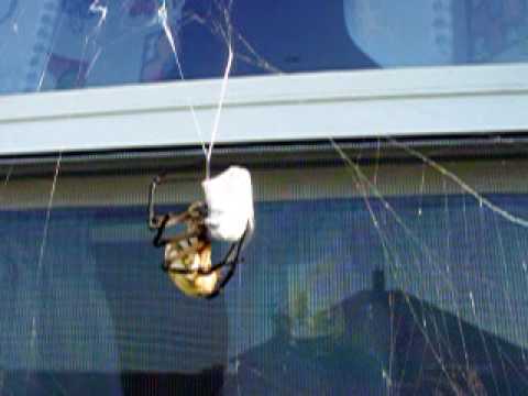 Garden spider vs giant wasp Part 1