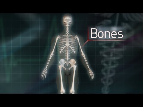 New Study Shows That Bones Are Incredibly Cool