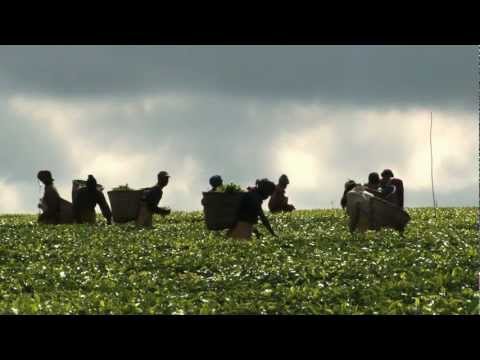 World Food Day 2012 video feature: Agricultural Cooperatives -- Key to Feeding the World