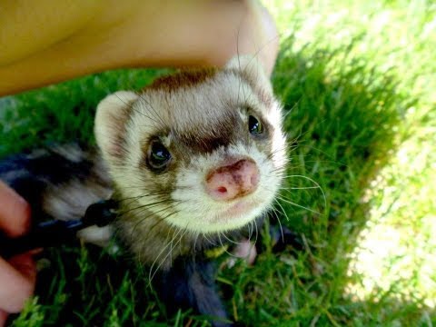 FERRETS PLAYING - CUTENESS OVERLOAD