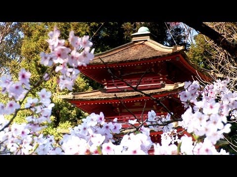 Zen Garden - Cherry Blossoms, Relaxation & Meditation - 50 minutes