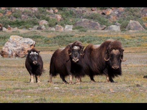 Wild Greenland - home of musk oxen and arctic char