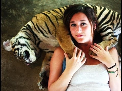 Playing with Tigers in Phuket, Thailand