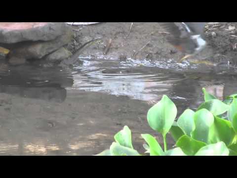 Birds of Vadnagar  Waterhen & Snake  By RGajjar