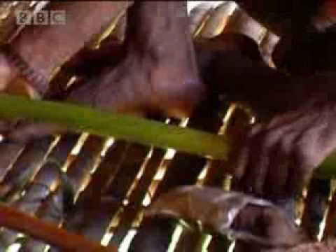 Cannibalism - Tribe - BBC