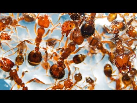 The Incredible Physics of Ants