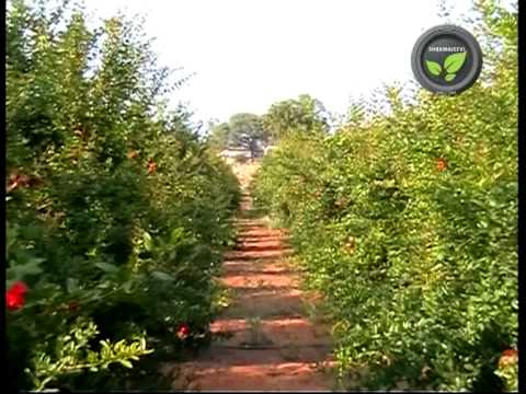 Pomegranate cultivation