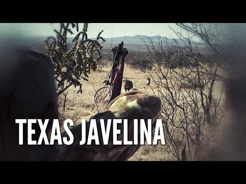 West Texas Javelina