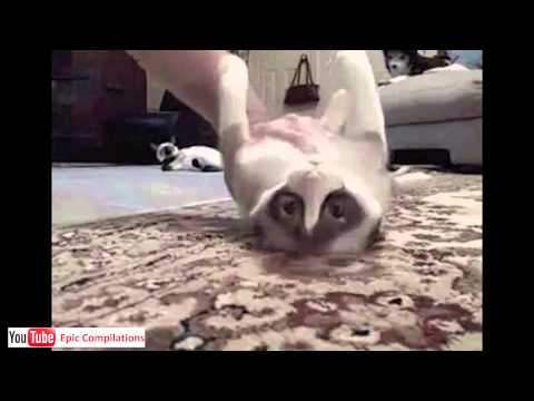 Epic Funny Cats / Cute Cats Compilation  -  60 minutes!! [HD][HQ]