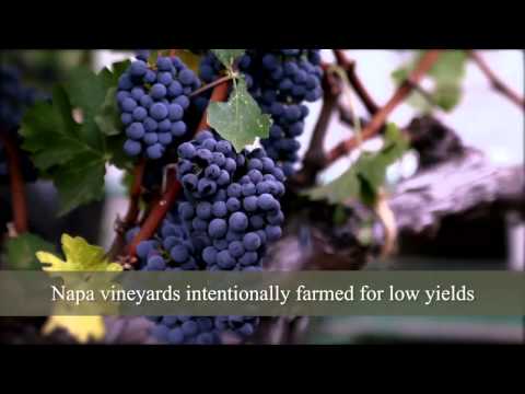 Napa Valley Rocks - Viticulture